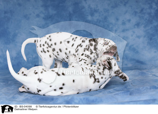 Dalmatiner Welpen / Dalmatian Puppies / BS-04098
