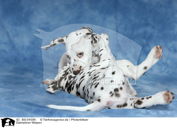 Dalmatiner Welpen / Dalmatian Puppies / BS-04099