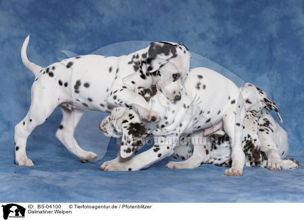 Dalmatiner Welpen / Dalmatian Puppies / BS-04100