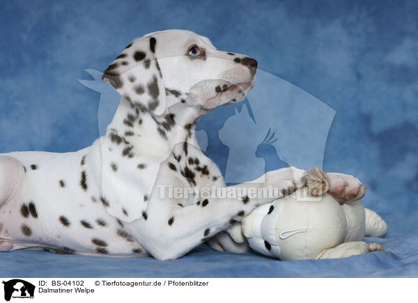 Dalmatiner Welpe / Dalmatian Puppy / BS-04102