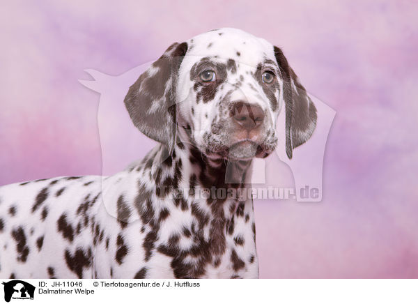 Dalmatiner Welpe / Dalmatian Puppy / JH-11046