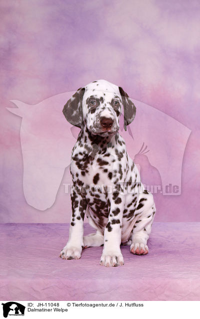 Dalmatiner Welpe / Dalmatian Puppy / JH-11048