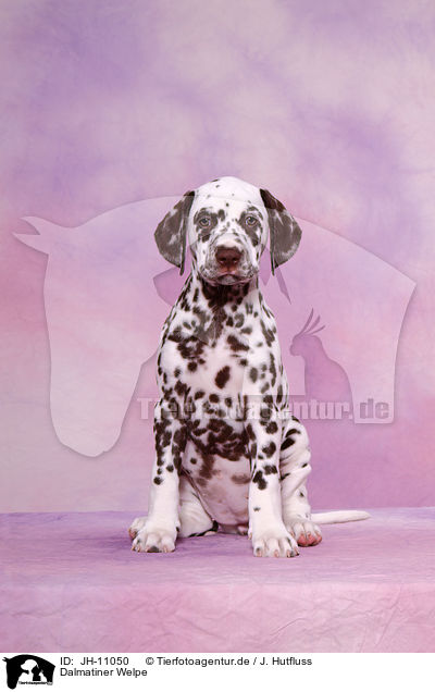 Dalmatiner Welpe / Dalmatian Puppy / JH-11050
