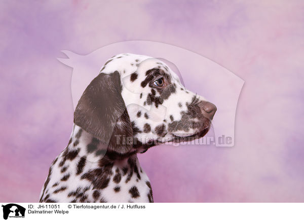 Dalmatiner Welpe / Dalmatian Puppy / JH-11051