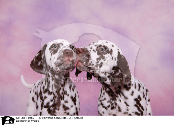 Dalmatiner Welpe / Dalmatian Puppy / JH-11052