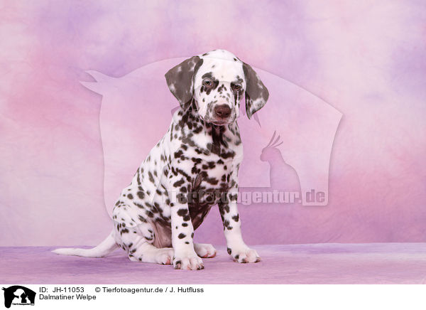 Dalmatiner Welpe / Dalmatian Puppy / JH-11053