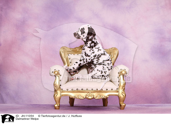 Dalmatiner Welpe / Dalmatian Puppy / JH-11054