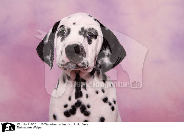 Dalmatiner Welpe / Dalmatian Puppy / JH-11055