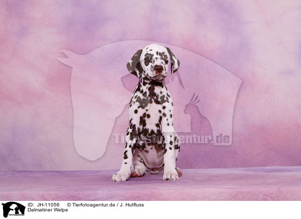 Dalmatiner Welpe / Dalmatian Puppy / JH-11056