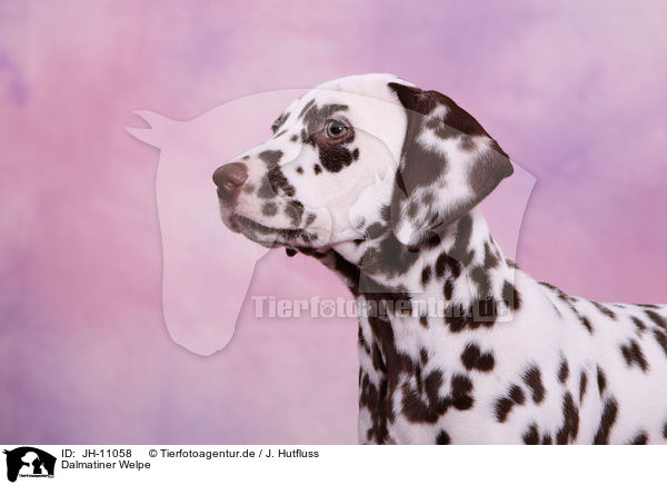 Dalmatiner Welpe / Dalmatian Puppy / JH-11058