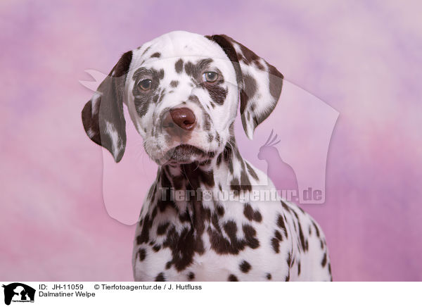 Dalmatiner Welpe / Dalmatian Puppy / JH-11059