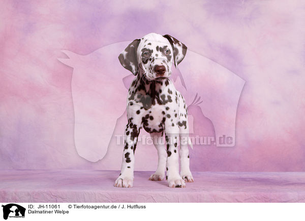 Dalmatiner Welpe / Dalmatian Puppy / JH-11061