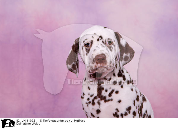 Dalmatiner Welpe / Dalmatian Puppy / JH-11062