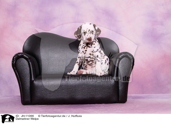 Dalmatiner Welpe / Dalmatian Puppy / JH-11066