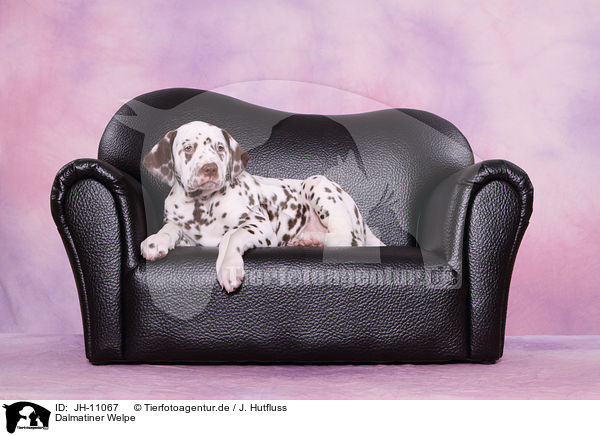 Dalmatiner Welpe / Dalmatian Puppy / JH-11067