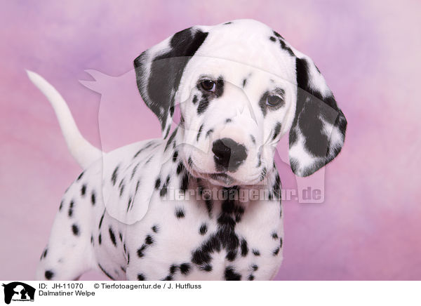 Dalmatiner Welpe / Dalmatian Puppy / JH-11070