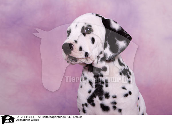 Dalmatiner Welpe / Dalmatian Puppy / JH-11071