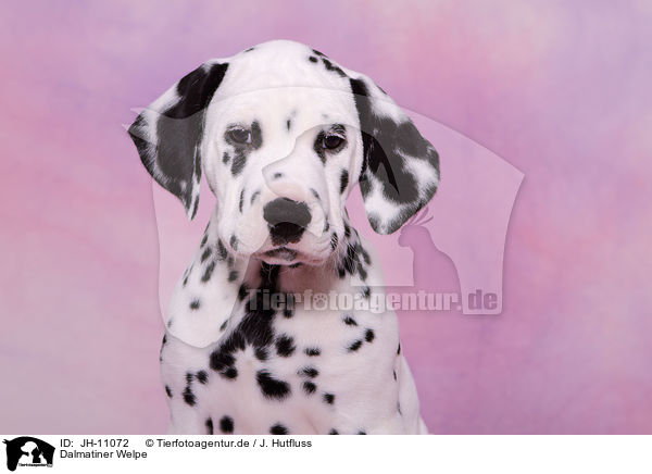 Dalmatiner Welpe / Dalmatian Puppy / JH-11072