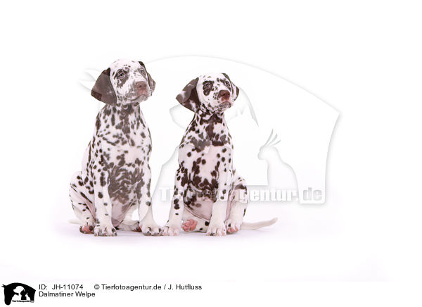 Dalmatiner Welpe / Dalmatian Puppy / JH-11074