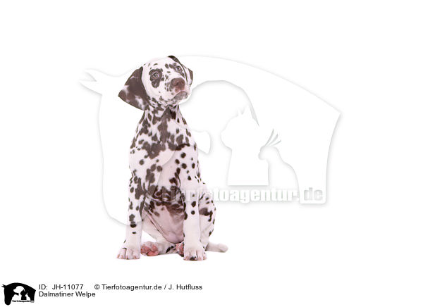 Dalmatiner Welpe / Dalmatian Puppy / JH-11077