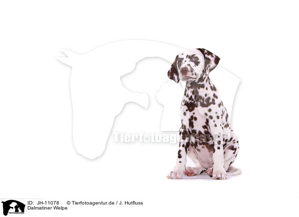 Dalmatiner Welpe / Dalmatian Puppy / JH-11078