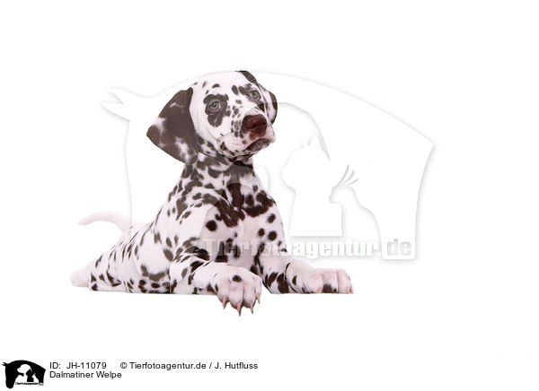 Dalmatiner Welpe / Dalmatian Puppy / JH-11079