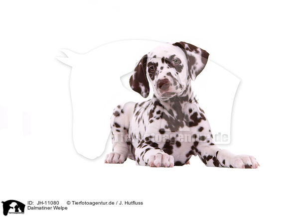 Dalmatiner Welpe / Dalmatian Puppy / JH-11080