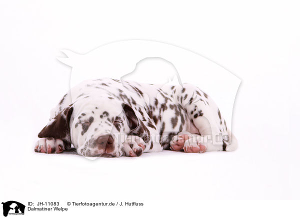 Dalmatiner Welpe / Dalmatian Puppy / JH-11083