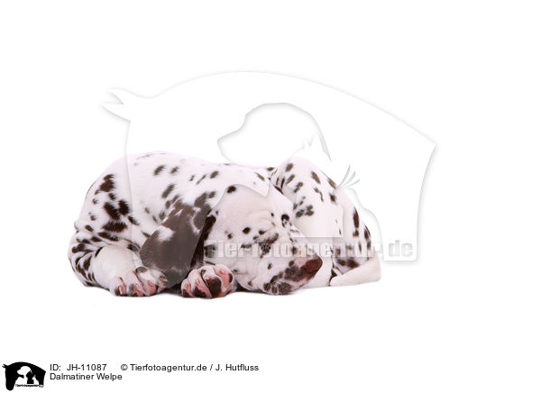 Dalmatiner Welpe / Dalmatian Puppy / JH-11087
