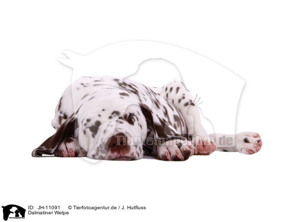 Dalmatiner Welpe / Dalmatian Puppy / JH-11091
