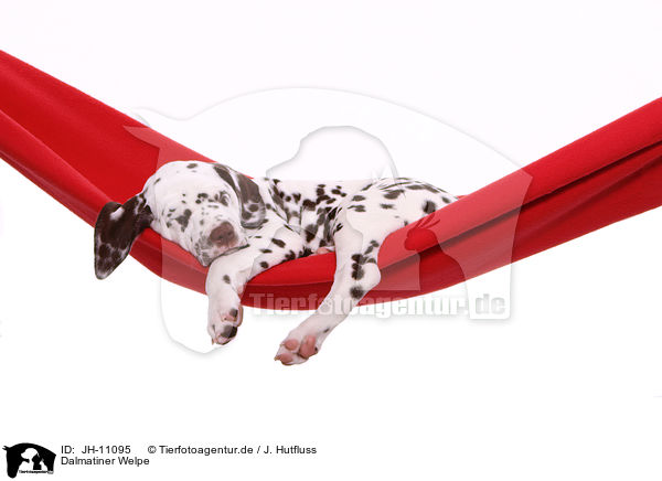 Dalmatiner Welpe / Dalmatian Puppy / JH-11095