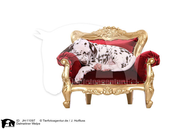 Dalmatiner Welpe / Dalmatian Puppy / JH-11097