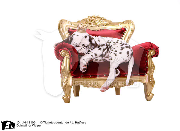 Dalmatiner Welpe / Dalmatian Puppy / JH-11100