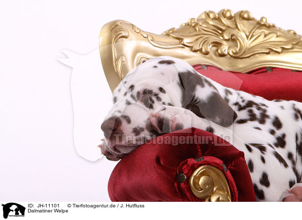 Dalmatiner Welpe / Dalmatian Puppy / JH-11101