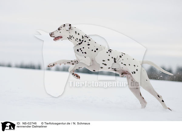 rennender Dalmatiner / running Dalmatian / NS-02746