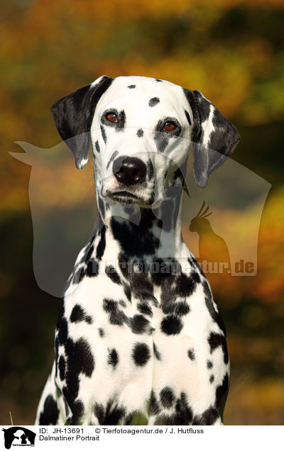 Dalmatiner Portrait / Dalmatian Portrait / JH-13691