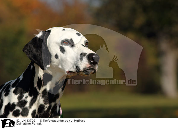 Dalmatiner Portrait / Dalmatian Portrait / JH-13706