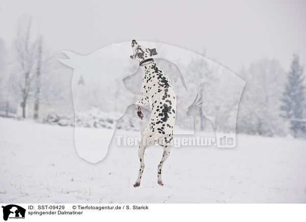 springender Dalmatiner / jumping Dalmatian / SST-09429