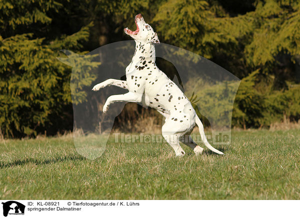 springender Dalmatiner / jumping Dalmatian / KL-08921