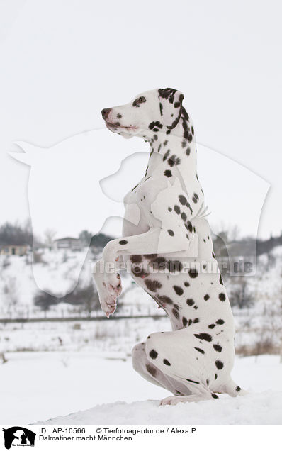 Dalmatiner macht Mnnchen / Dalmatian shows trick / AP-10566