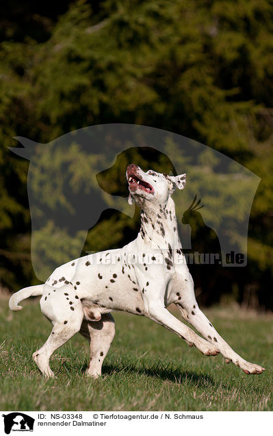 rennender Dalmatiner / running Dalmatian / NS-03348