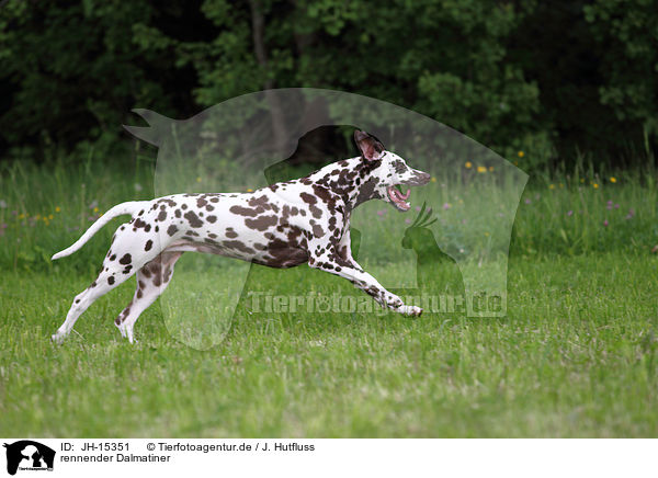 rennender Dalmatiner / running Dalmatian / JH-15351