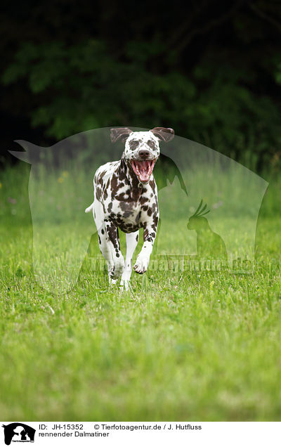 rennender Dalmatiner / running Dalmatian / JH-15352