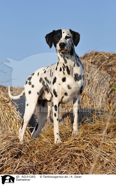 Dalmatiner / Dalmatian / AG-01263