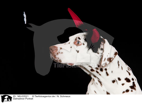 Dalmatiner Portrait / Dalmatian portrait / NS-03521