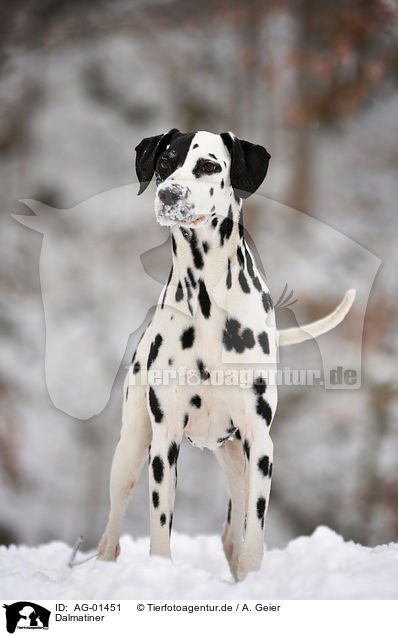 Dalmatiner / Dalmatian / AG-01451