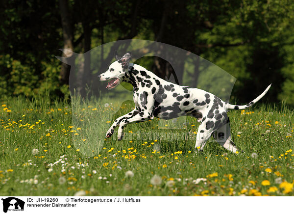 rennender Dalmatiner / running Dalmatian / JH-19260