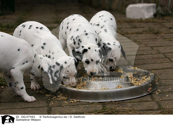 Dalmatiner Welpen / Dalmatian puppies / DG-07462