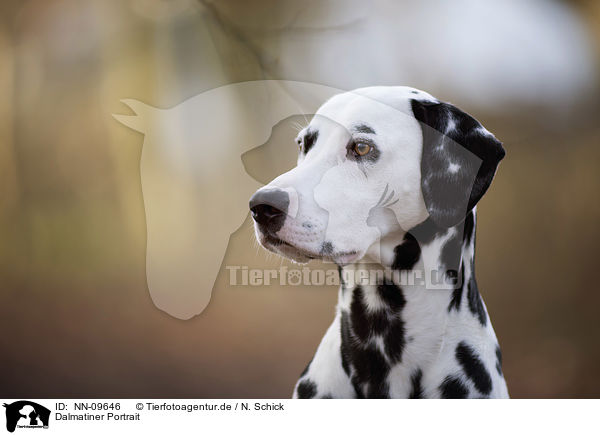 Dalmatiner Portrait / Dalmatian portrait / NN-09646