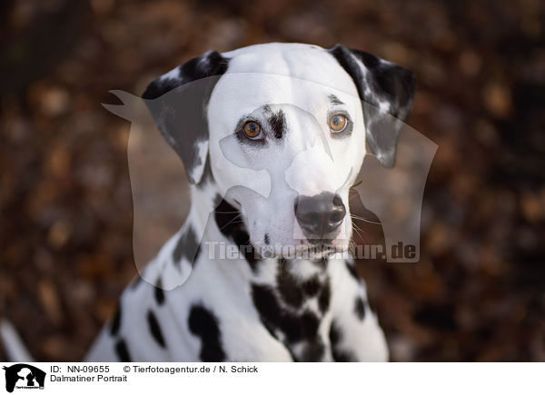 Dalmatiner Portrait / Dalmatian portrait / NN-09655